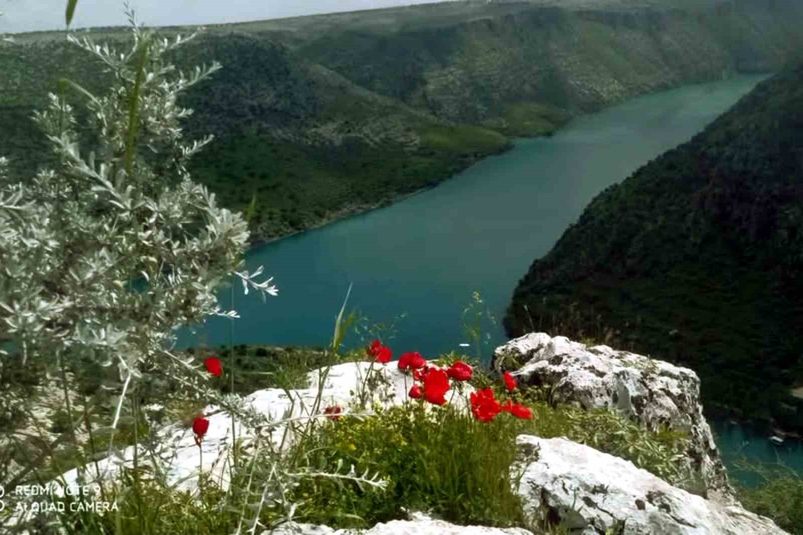 Araban Ovası'na bahar geldi