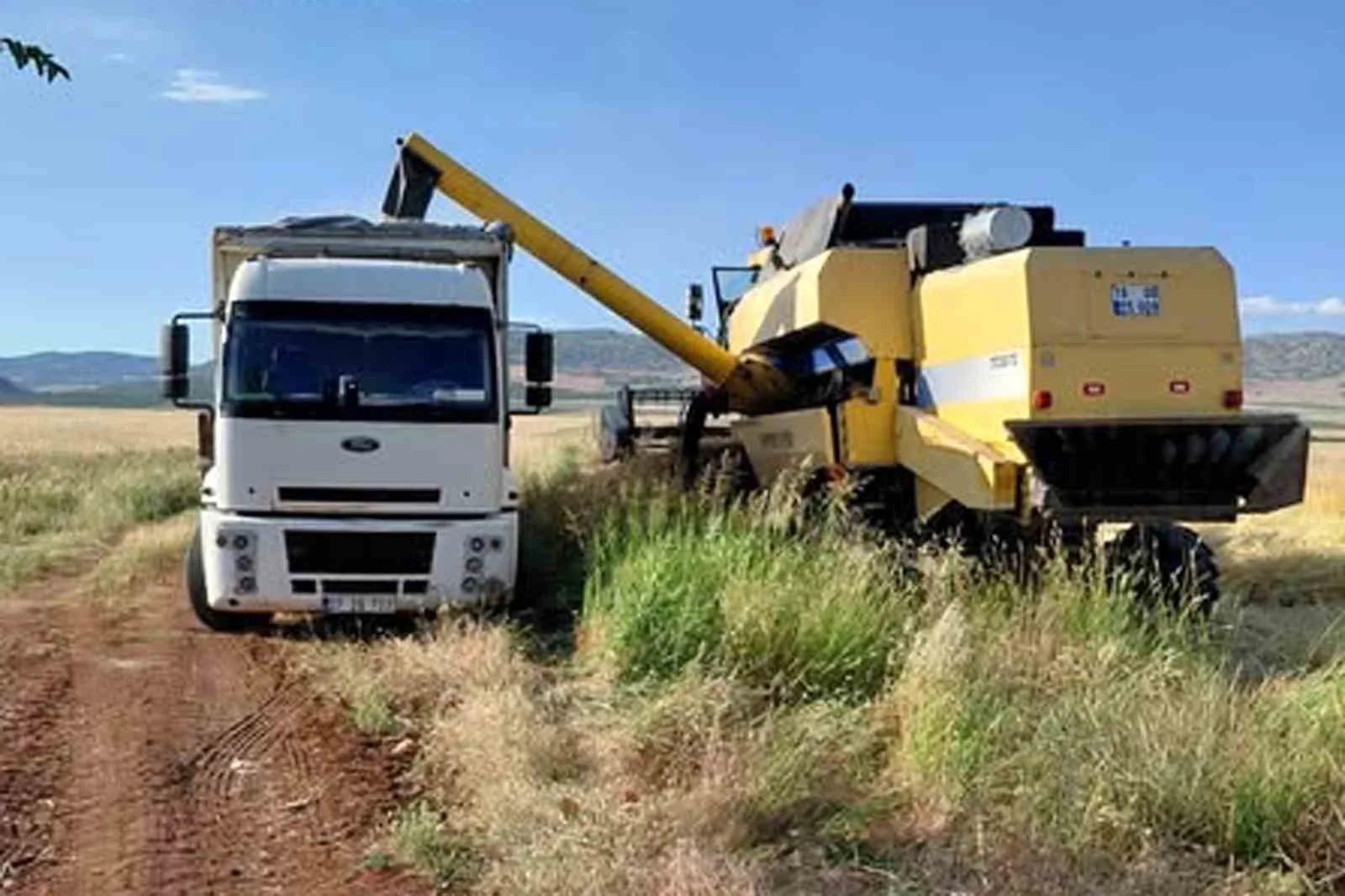 Araban Ovası'nda arpa hasadı yapılmaya başlandı