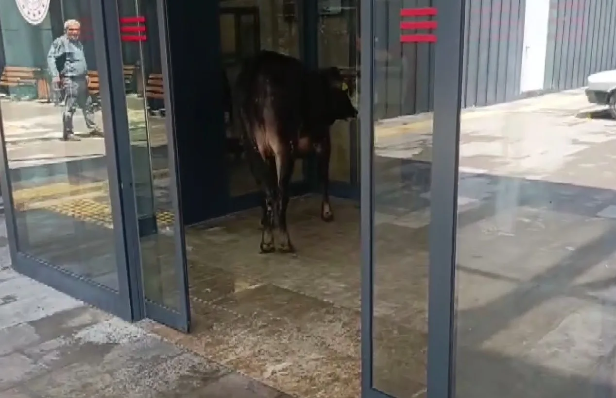 Nizip'te kaçan kurbanlık dana soluğu acil serviste aldı